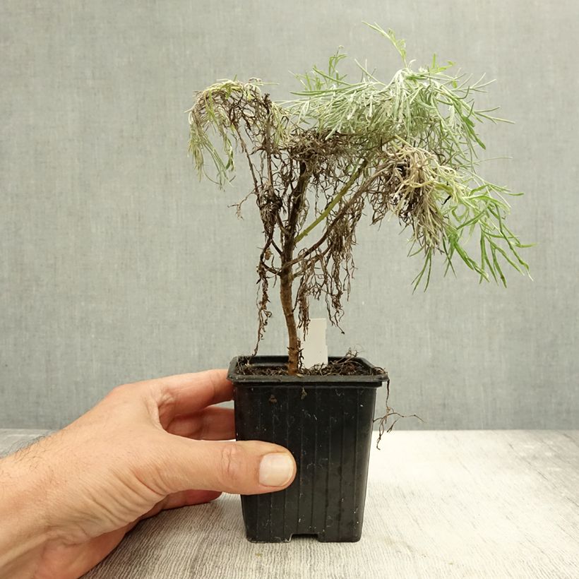Ejemplar de Artemisia mauiensis Makana Silver Maceta de 8/9 cm entregado en otoño