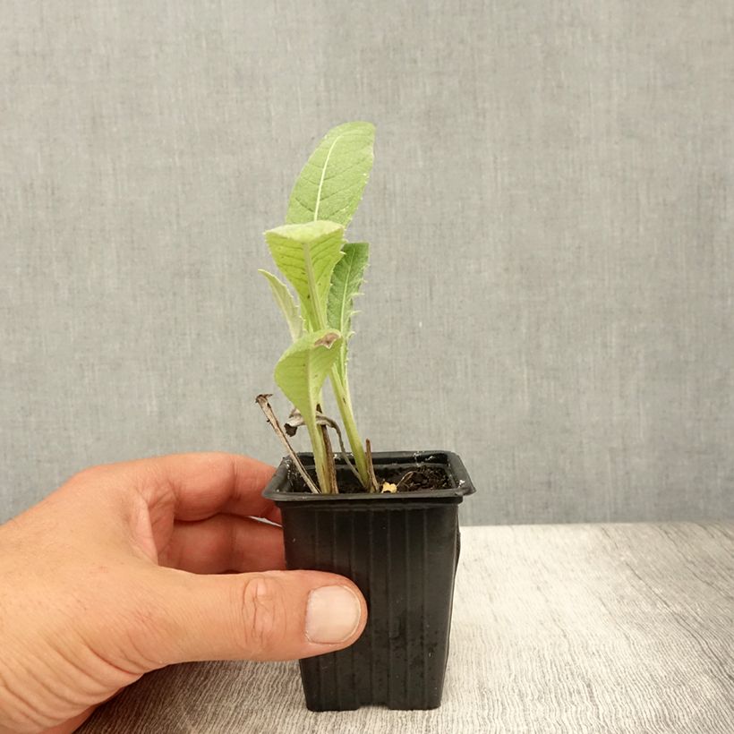 Ejemplar de Alcachofa Gros Vert de Laon Maceta de 7/8 cm entregado en verano