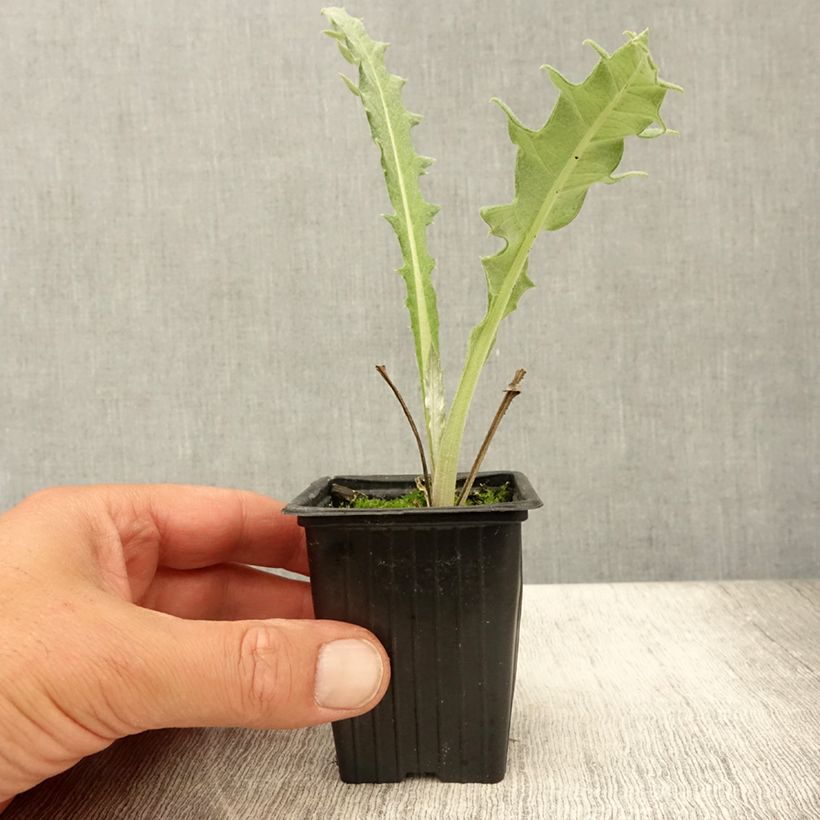Ejemplar de Alcachofa Violet de Provence (plantas) Maceta de 7/8 cm entregado en verano