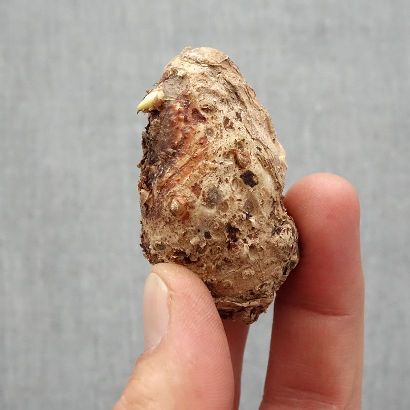Cala Rehmanii Bulbo calibre 14+ Ejemplar entregado en la primavera