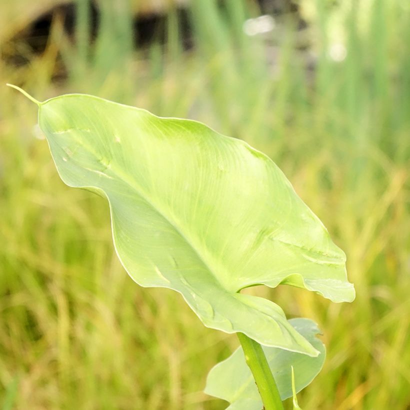 Zantedeschia aethiopica Green Goddess - Cala (Follaje)