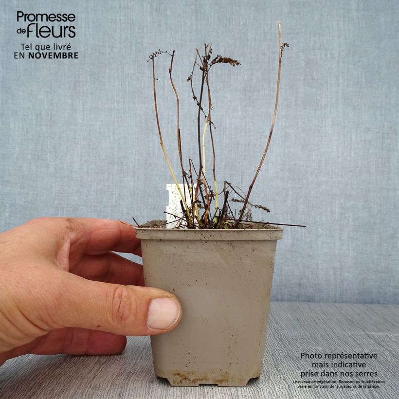 Ejemplar de Aruncus aethusifolius - Barbas de cabra Maceta de 8/9 cm entregado en otoño