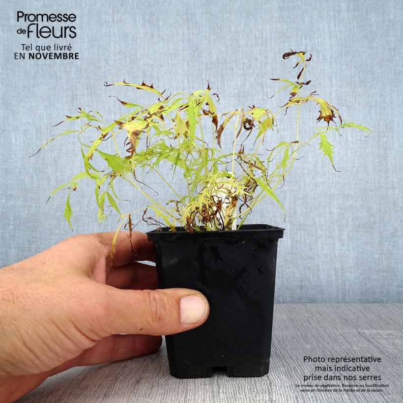 Ejemplar de Aruncus dioïcus Kneiffii Maceta de 8/9 cm entregado en otoño