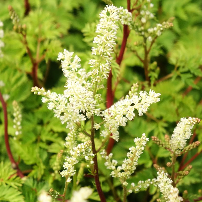 Aruncus dioïcus Kneiffii (Floración)