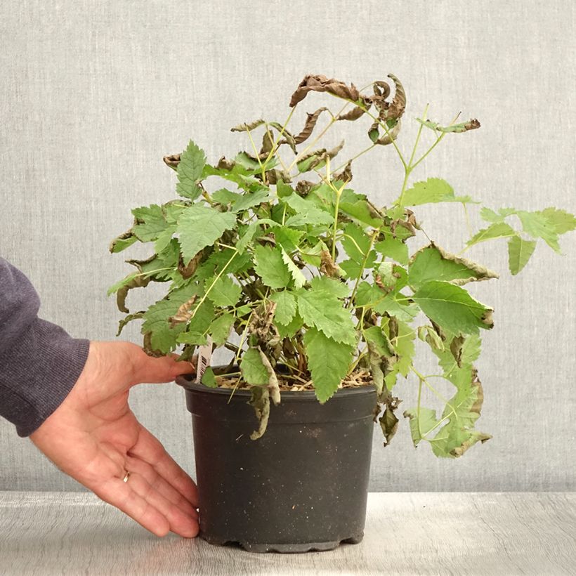 Ejemplar de Aruncus dioïcus sylvestris Maceta 2L/3L entregado en otoño