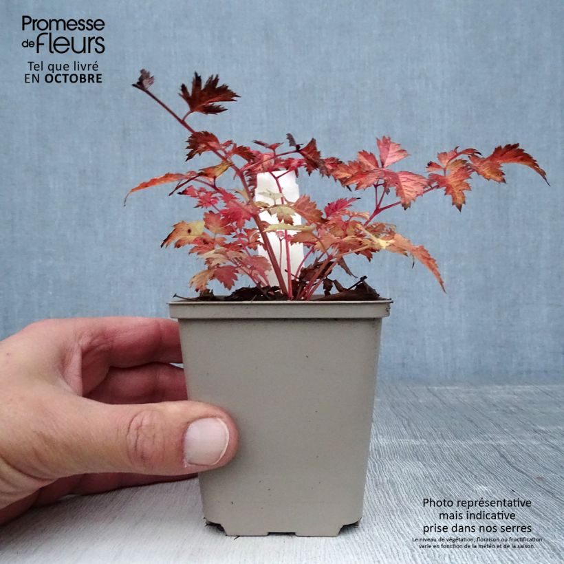 Ejemplar de Aruncus Misty Lace Maceta de 8/9 cm entregado en otoño