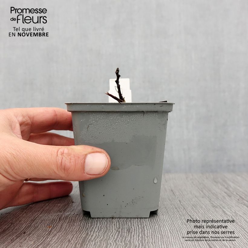 Ejemplar de Aruncus sinensis Zweiweltenkind Maceta de 8/9 cm entregado en otoño