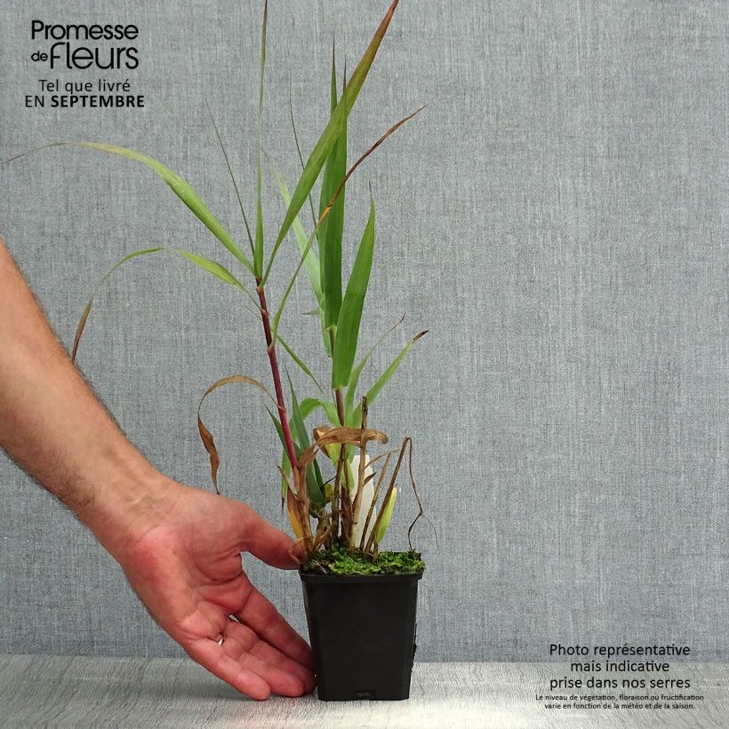 Ejemplar de Arundo donax - Caña comun Maceta de 8/9 cm entregado en verano