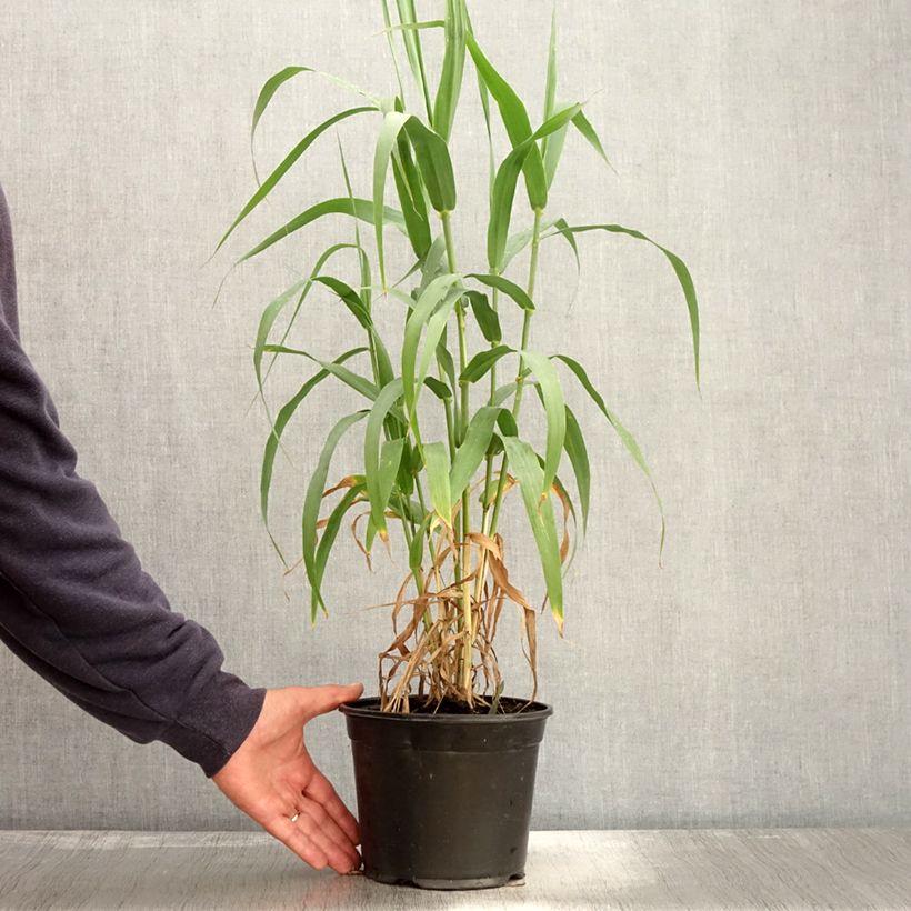 Ejemplar de Arundo donax - Caña comun Maceta 3L/4L entregado en otoño