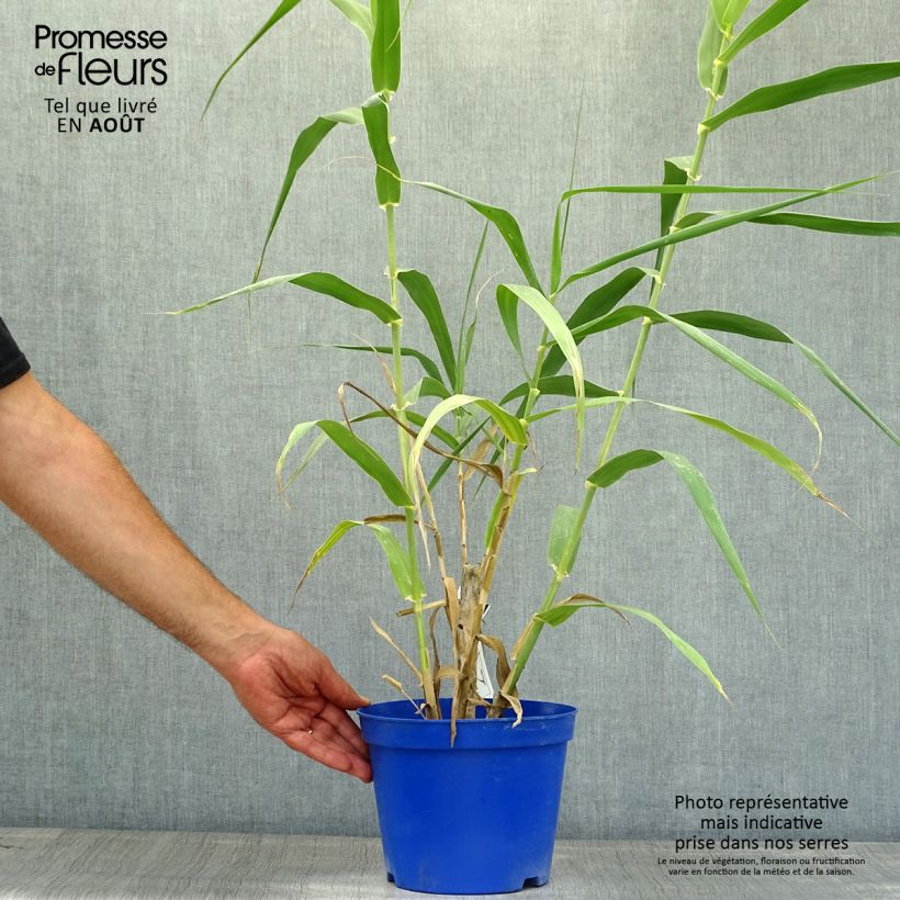 Ejemplar de Arundo donax - Caña comun Maceta 3L/4L entregado en verano