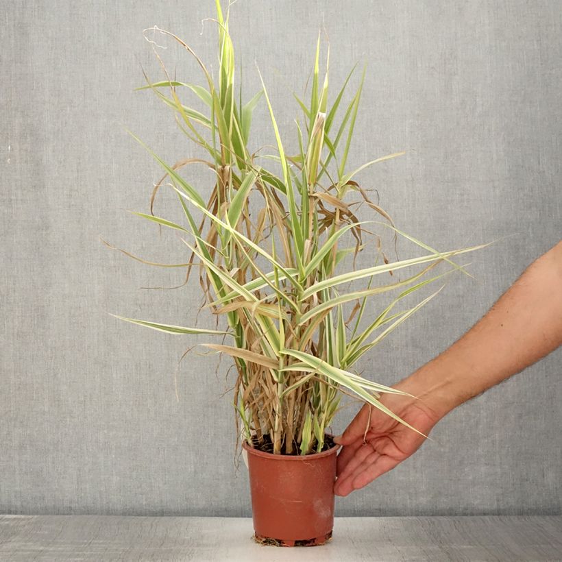 Ejemplar de Arundo donax Ely - Caña comun Maceta 1L/1,5L entregado en verano
