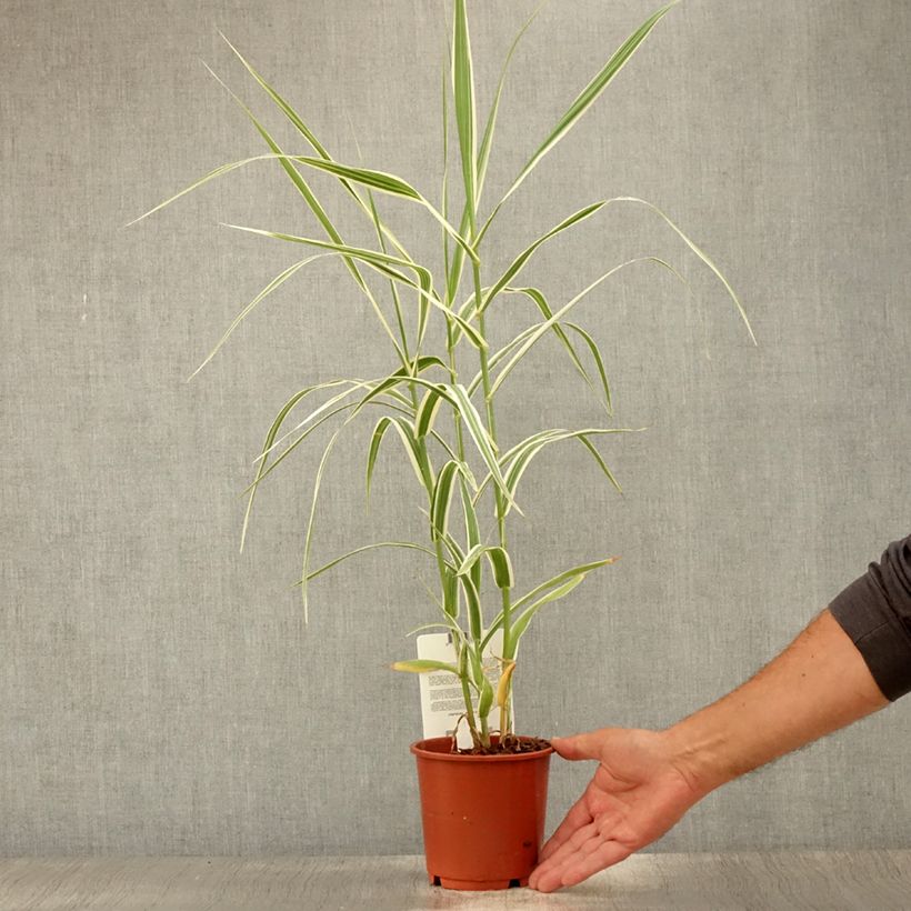 Ejemplar de Arundo donax Versicolor - Caña comun Maceta 1L/1,5L entregado en verano