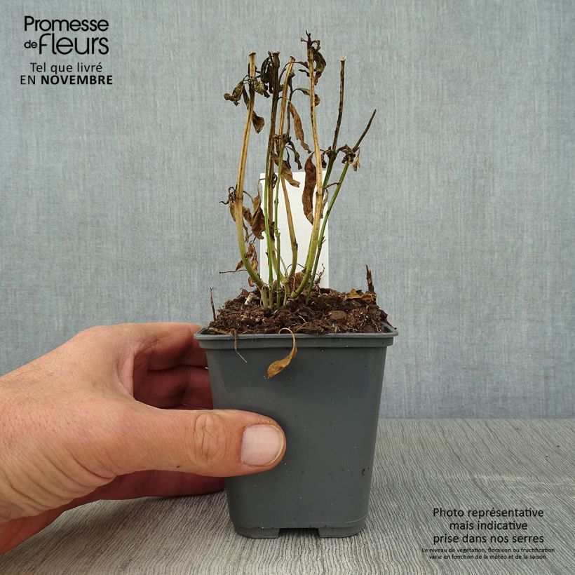 Ejemplar de Asclepias curassavica - Flor de sangre Maceta de 8/9 cm entregado en otoño