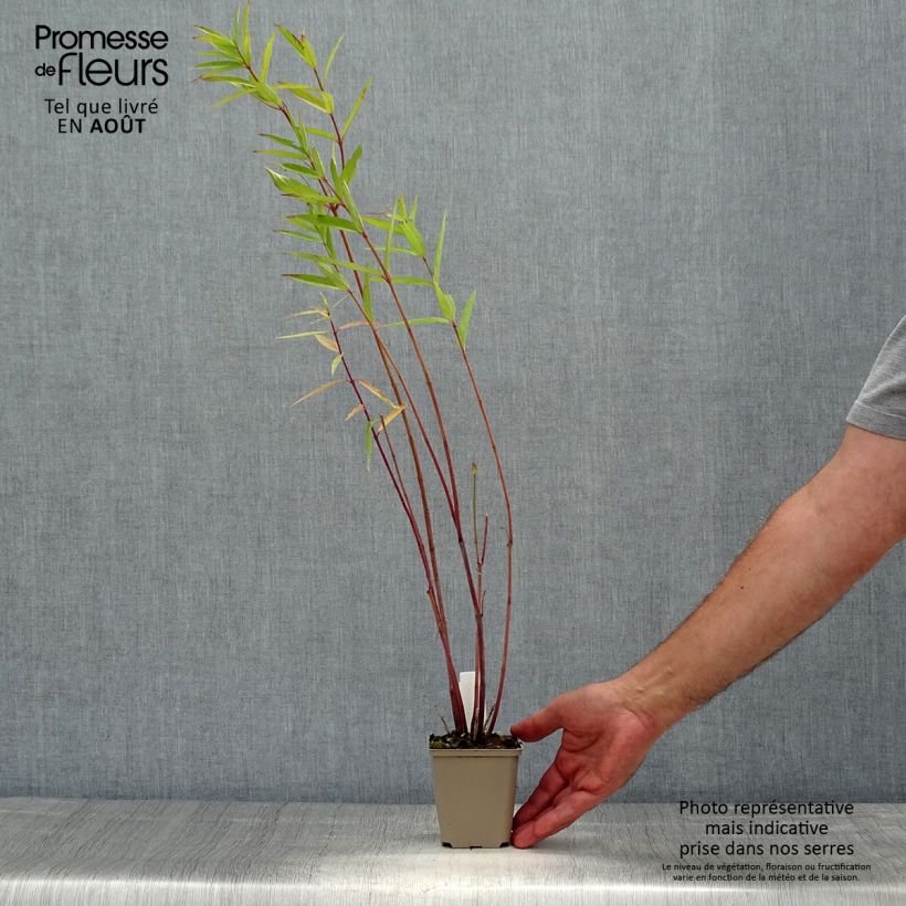 Ejemplar de Asclepias speciosa - Algodoncillo Maceta de 8/9 cm entregado en verano