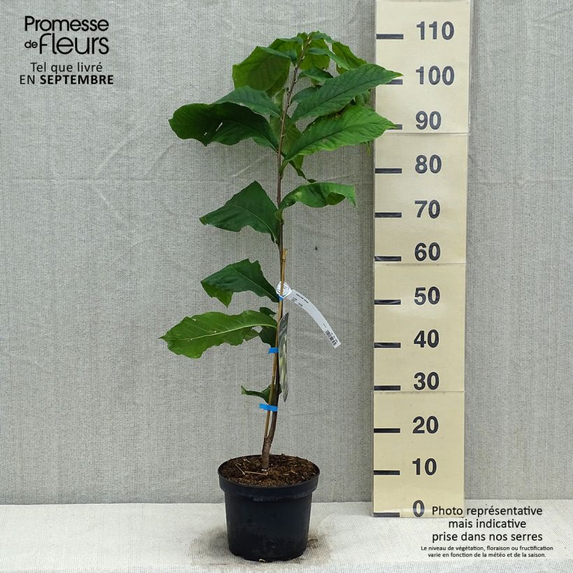 Ejemplar de Asimina triloba Overlese Maceta 3L/4L entregado en otoño