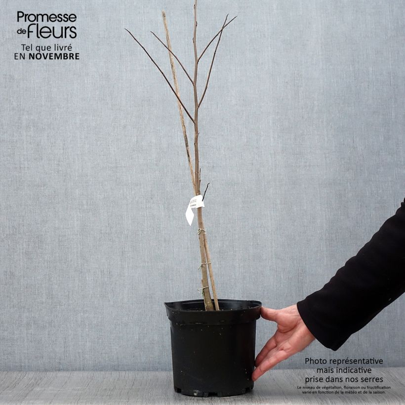 Ejemplar de Asimina triloba - Banano de montaña Maceta 3L/4L entregado en otoño
