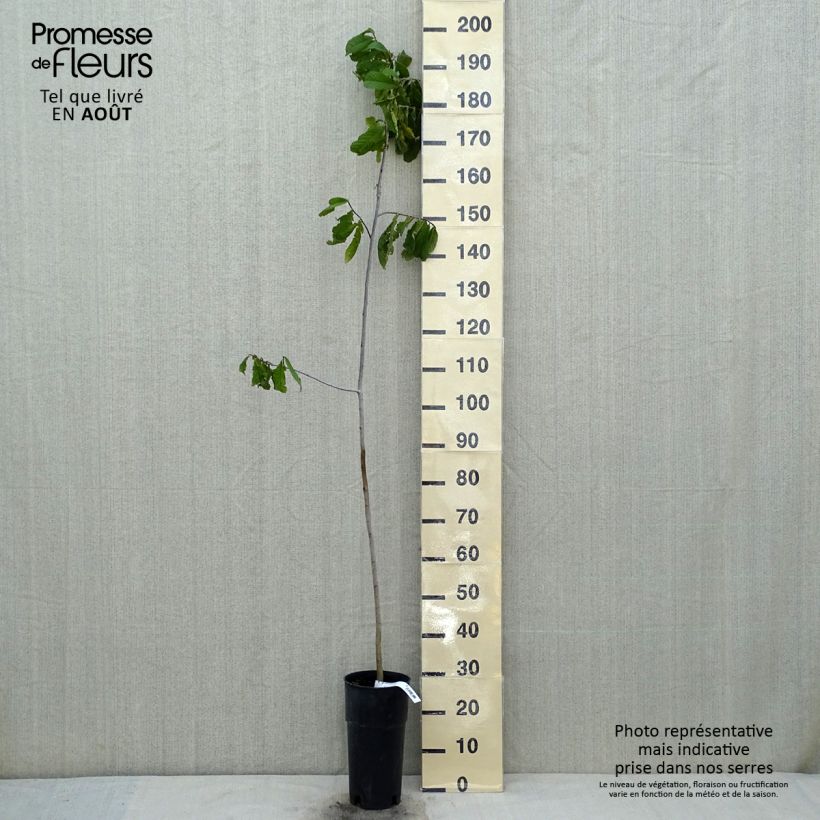 Ejemplar de Asimina triloba - Banano de montaña Maceta 3L/4LAltura de entrega aprox. 100cm entregado en verano