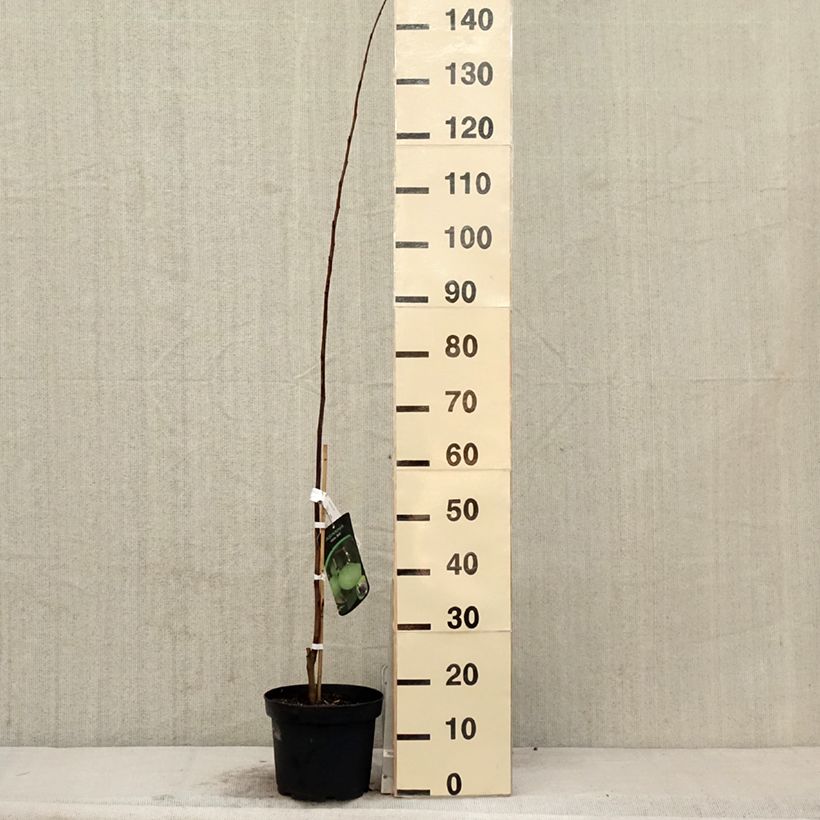 Asimina triloba Wells - Asiminier, Paw-paw Pot de 4L/5LHauteur livrée env. 50/60cm Ejemplar entregado en la primavera