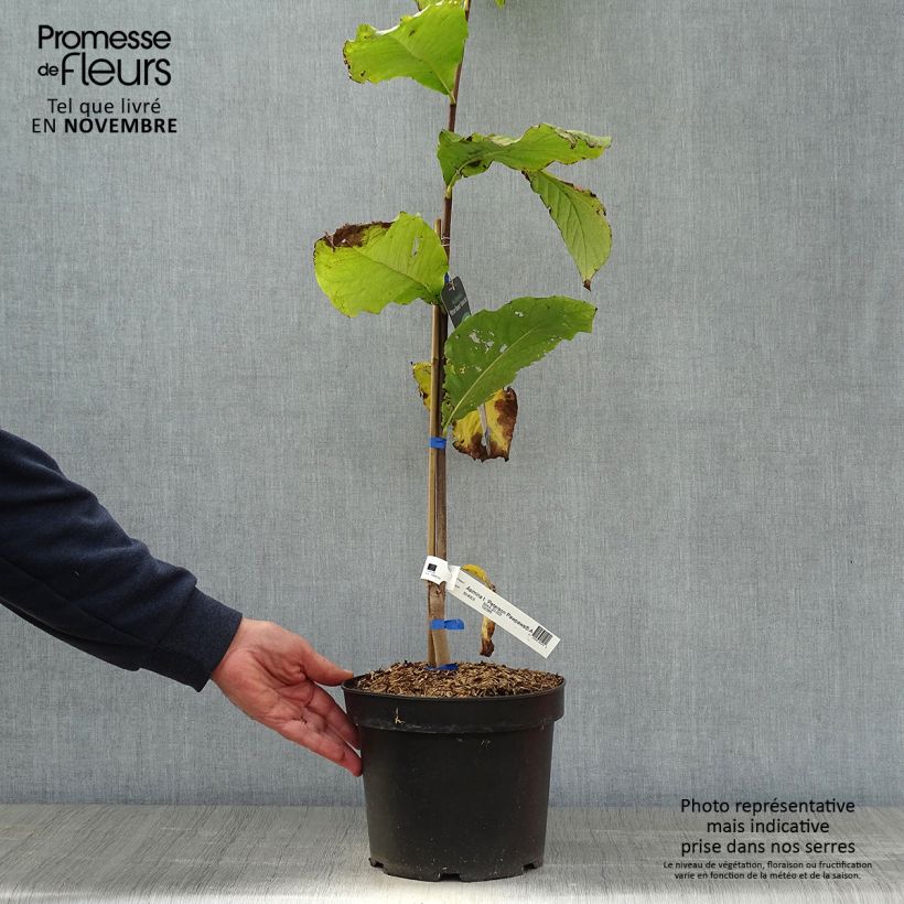 Ejemplar de Asimina triloba Allegheny Maceta 3L/4L entregado en otoño
