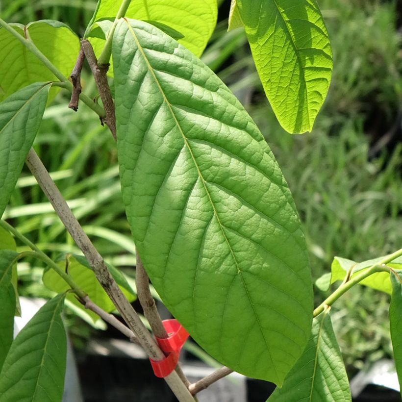 Asimina triloba Overlese (Follaje)
