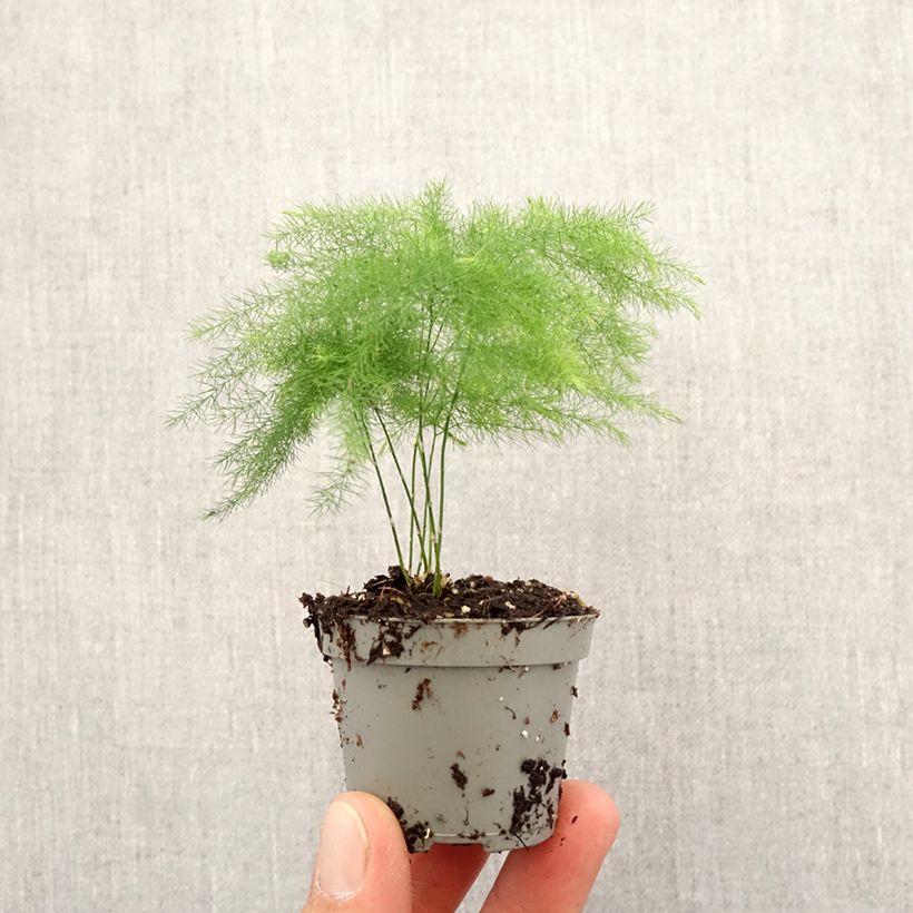 Asparagus plumosus - Esparraguera plumosa Mini-plante Ejemplar entregado en la primavera