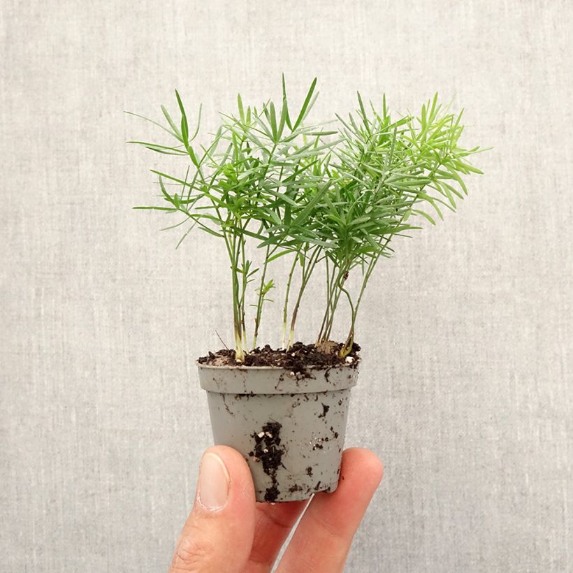 Asparagus sprengeri - Esparraguera de jardín Mini-plante Ejemplar entregado en la primavera