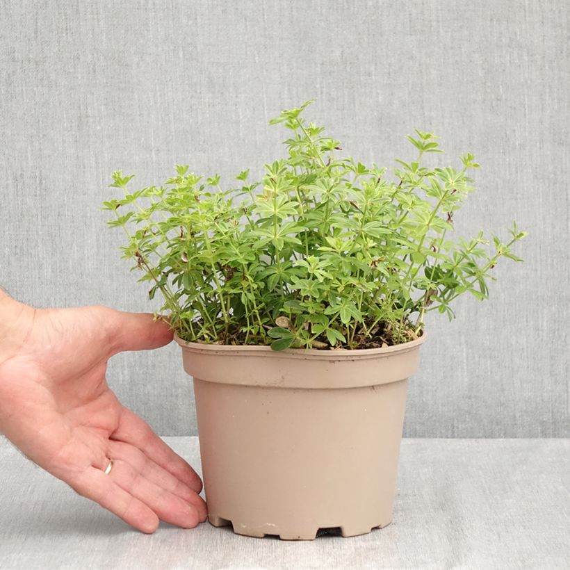Ejemplar de Aspérula olorosa - Galium odoratum Maceta 2L/3L entregado en verano