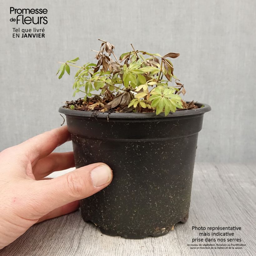 Aspérula olorosa - Galium odoratum Maceta 2L/3L Ejemplar entregado en invierno