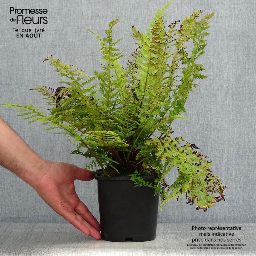 Ejemplar de Polystichum setiferum Congestum - Helecho peludo Maceta 2L/3L entregado en verano