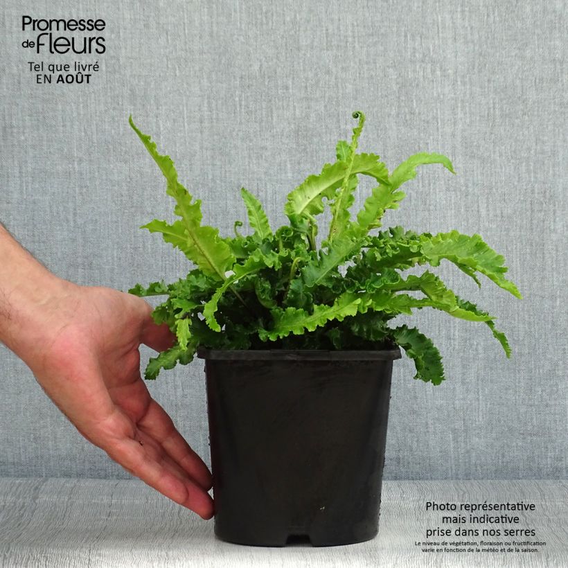 Ejemplar de Phyllitis scolopendrium Angustifolia - Escolopendra Maceta 2L/3L entregado en verano