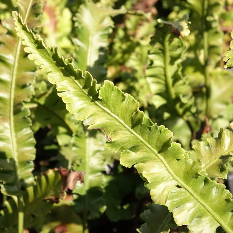 Phyllitis scolopendrium Angustifolia - Escolopendra (Follaje)