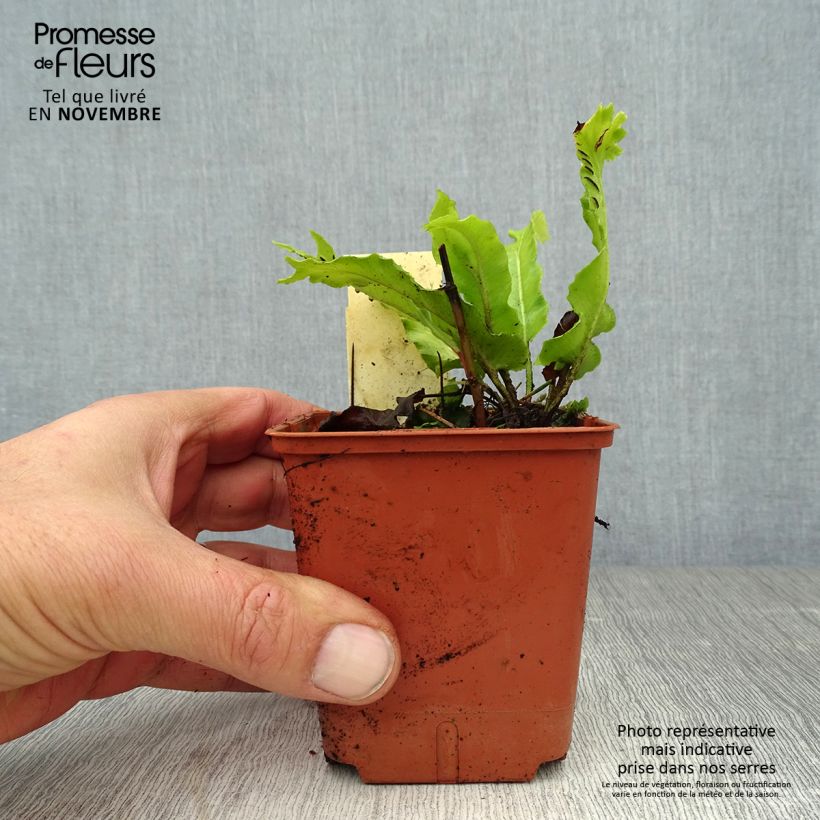 Ejemplar de Asplenium scolopendrium Cristatum Group - Lengua cervina Maceta de 8/9 cm entregado en otoño