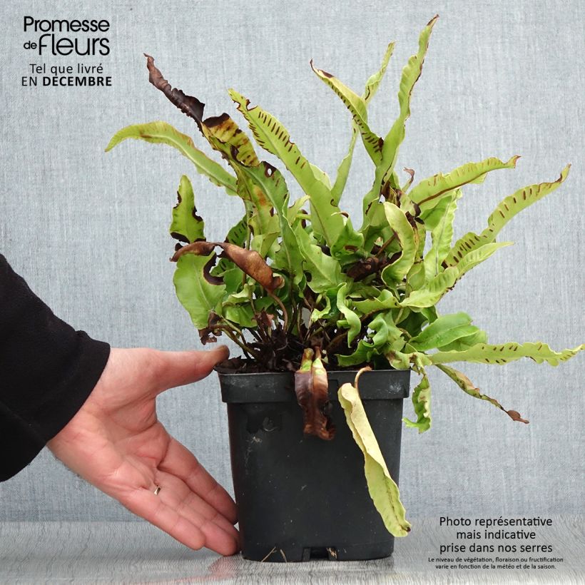 Ejemplar de Asplenium scolopendrium Cristatum Group - Lengua cervina Maceta 2L/3L entregado en otoño