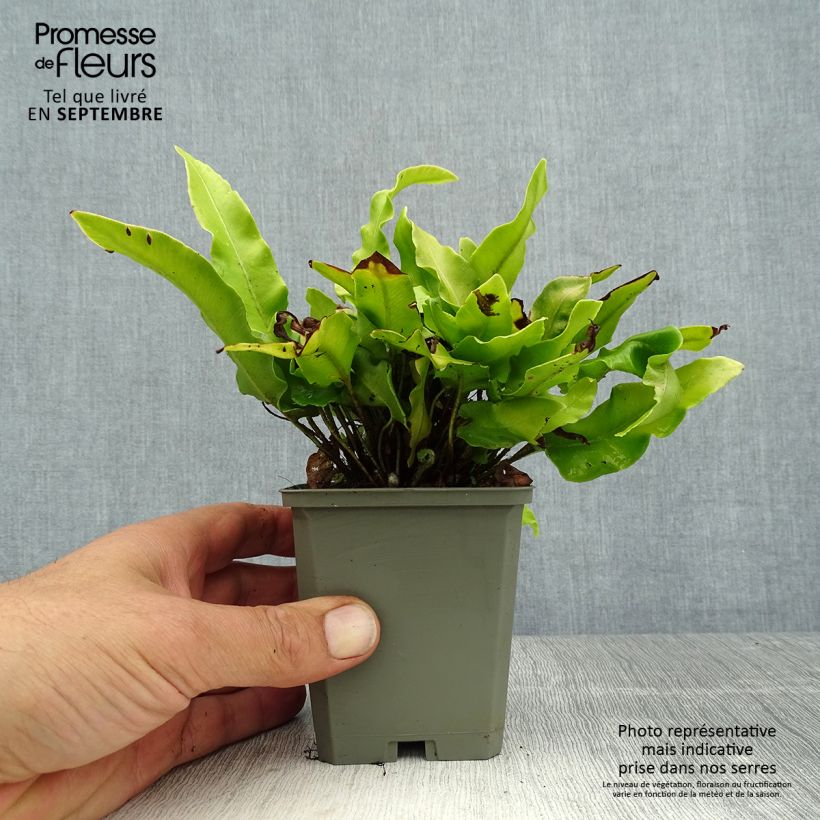 Ejemplar de Asplenium scolopendrium Undulatum Angustatum - Lengua cervina Maceta de 8/9 cm entregado en verano