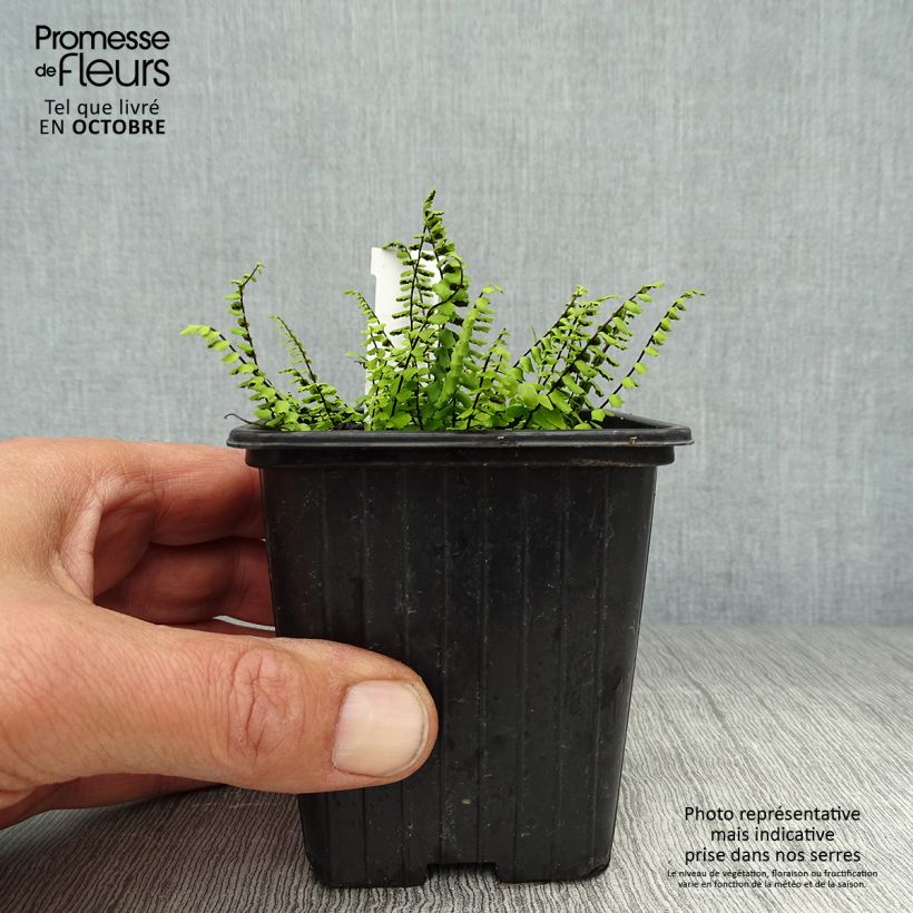 Ejemplar de Asplenium trichomanes - Culantrillo menudo Maceta de 8/9 cm entregado en otoño