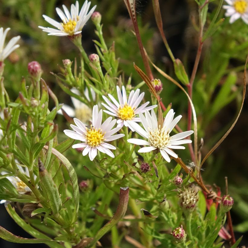 Aster linariifolius (Floración)