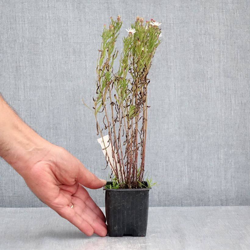 Ejemplar de Aster linariifolius Maceta de 8/9 cm entregado en verano