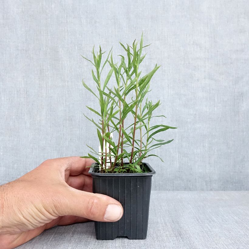 Aster linariifolius Maceta de 8/9 cm Ejemplar entregado en la primavera