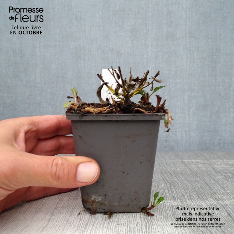 Ejemplar de Aster ageratoides Adustus Nanus Maceta de 8/9 cm entregado en otoño