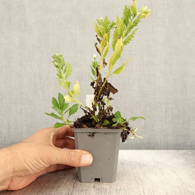 Ejemplar de Aster ageratoides Ashvi Maceta de 8/9 cm entregado en otoño