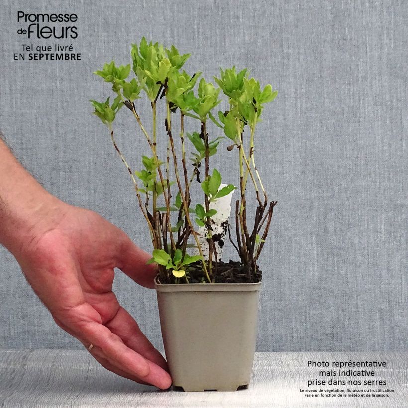 Ejemplar de Aster ageratoides Ashvi - Aster d'automne blanc Godet de 9cm entregado en verano