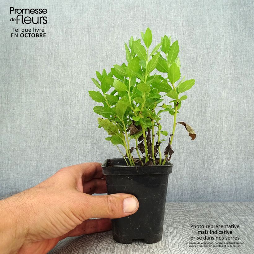 Ejemplar de Aster ageratoides Starshine Maceta de 8/9 cm entregado en otoño