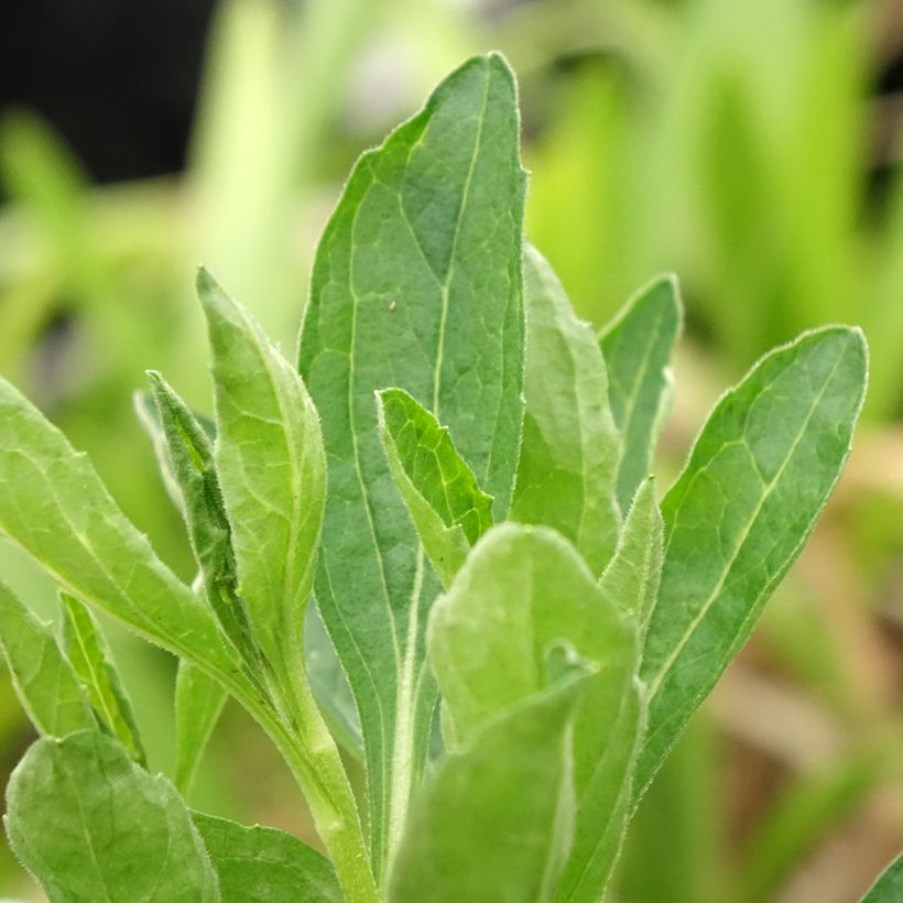 Aster ageratoides Starshine (Follaje)