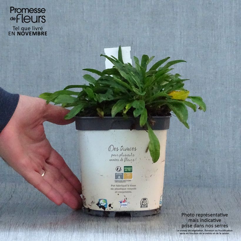 Ejemplar de Aster alpinus Albus Maceta 2L/3L entregado en otoño
