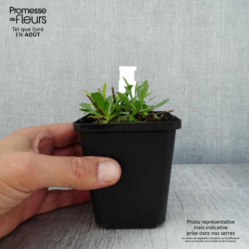 Ejemplar de Aster alpinus Blue Beauty - Aster des Alpes Godet de 9cm entregado en verano