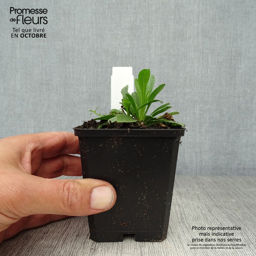 Ejemplar de Aster alpinus Dunkle Schöne Maceta de 8/9 cm entregado en otoño