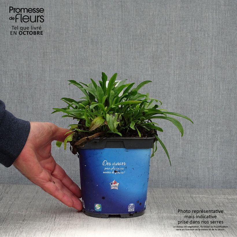 Ejemplar de Aster alpinus Goliath Maceta 2L/3L entregado en otoño