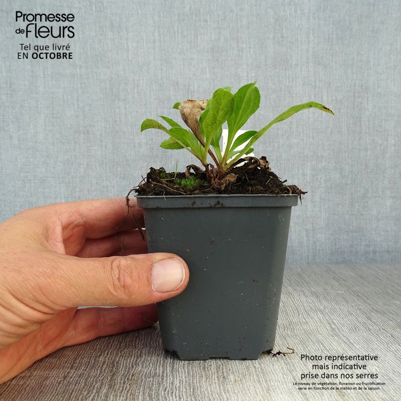 Ejemplar de Aster amellus Blue King Maceta de 8/9 cm entregado en otoño