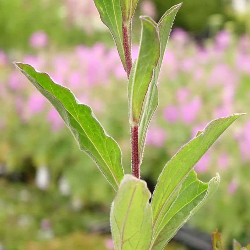 Aster amellus Blue King (Follaje)