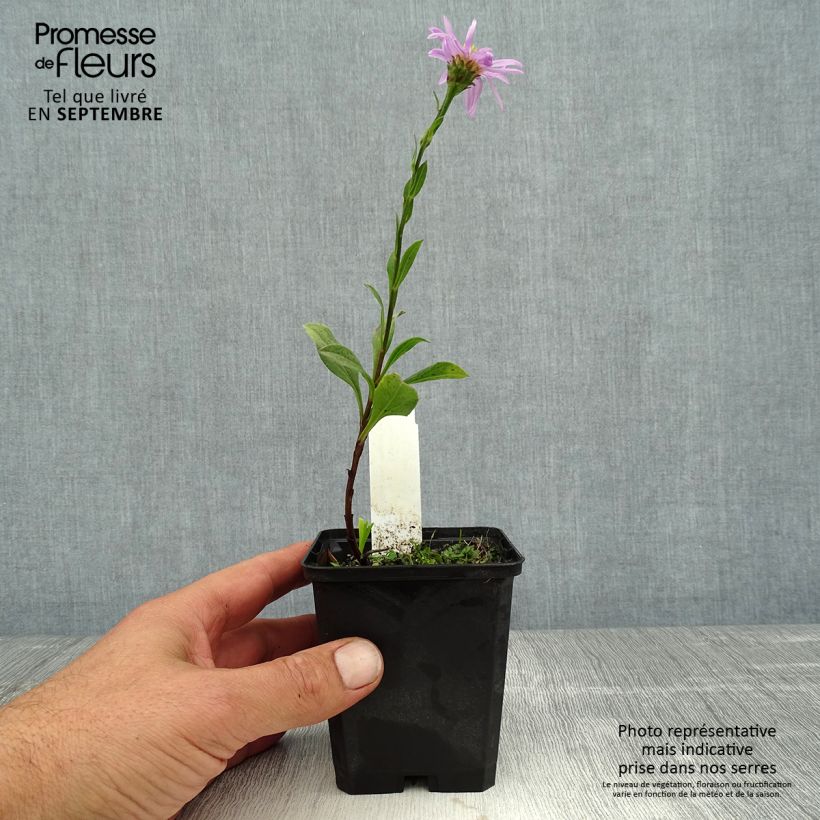Ejemplar de Aster amellus Rosa Erfüllung - Aster d'été Godet de 9cm entregado en verano